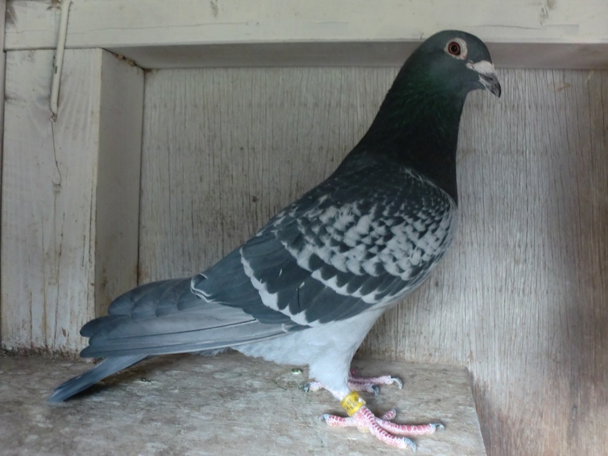 ����͂ɁI�@���g500K ��Ӓn�D���A����3�ʁ@19HK-06154�@BC�@��