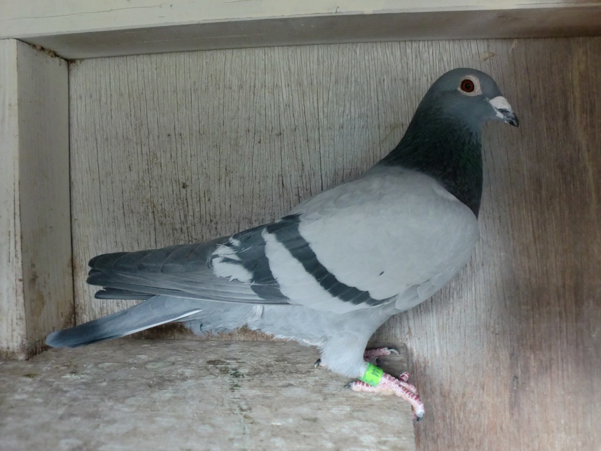 ����͂ɁI�@�}���A�����A���n�@23HK-08144�@B�@���@�@�@