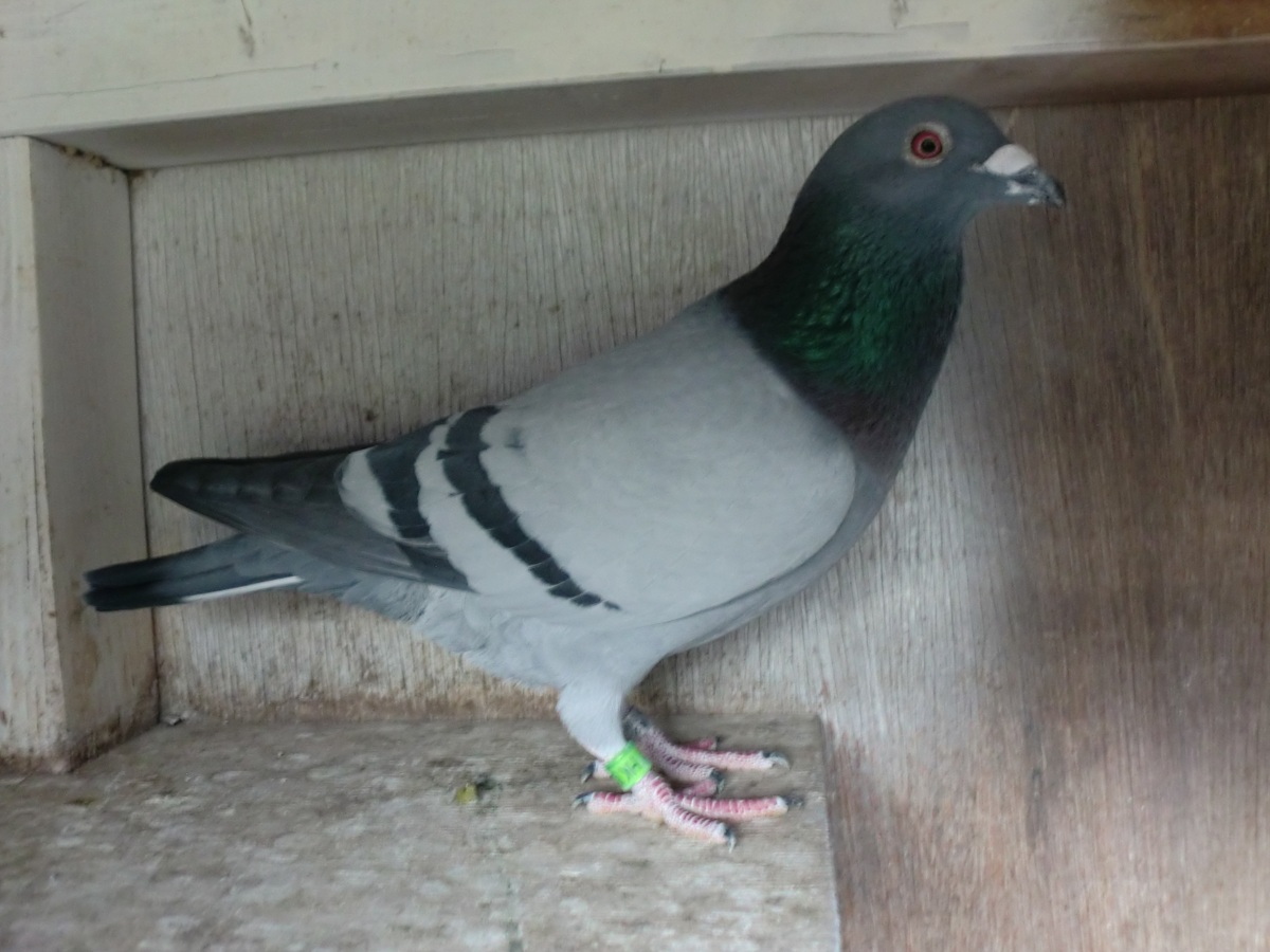 ����͂ɁI�@�}���A���n  �v���N�Z���ߐe�n�~�{���A���n�@23HK-08133�@B�@���@�@�@