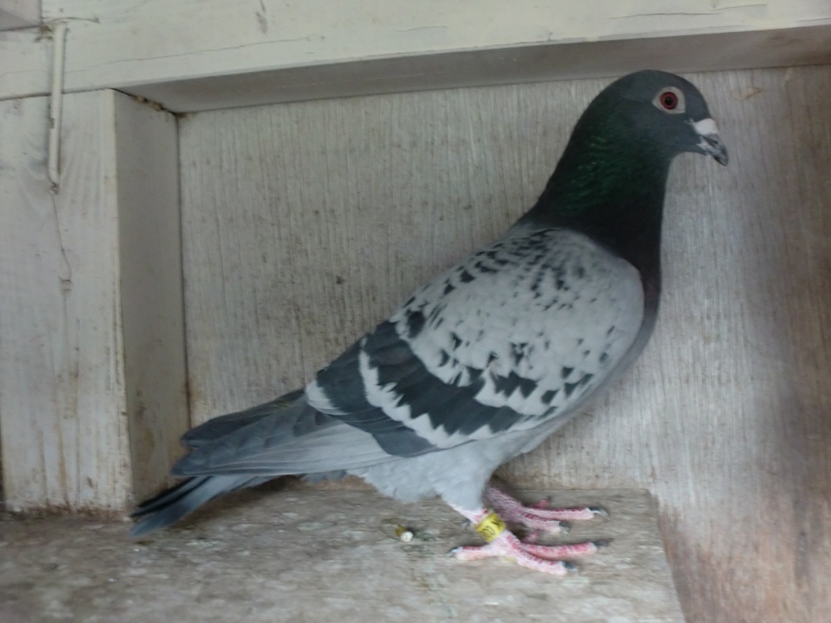 ����͂ɁI�@��Ӓn500K �D�����e�~�}���v���N�Z���ߐe�n�@24HK-03875�@BC�@���@�@�@