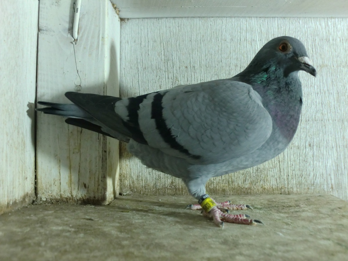 ����͂ɁI�@�}��F16�n�~�}���u���E�E�G���J�n�@24HK-03882�@B�@���@�@�@