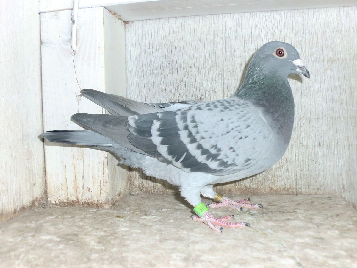 ����͂ɁI�@500K ��Ӓn�D���~�{���g���X�R�[�n�@23HK-08199�@BC�@���@�@�@