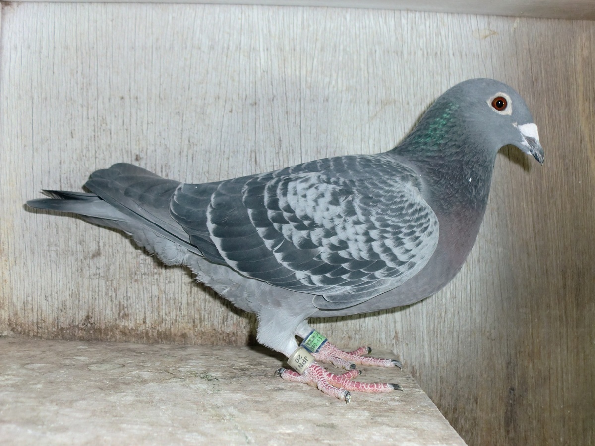 ����͂ɁI�@���g �n��i�V���i��2�ʁA����2�ʁA500K11�ʁ@20HK-03496�@BC�@���@�@�@