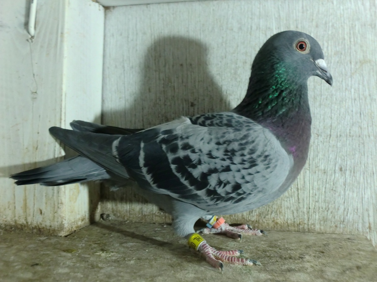 ����͂ɁI�@�����Z�� �V�����e���[56�n�~�������Z���@24HL-07022�@BC�@���@�@�@