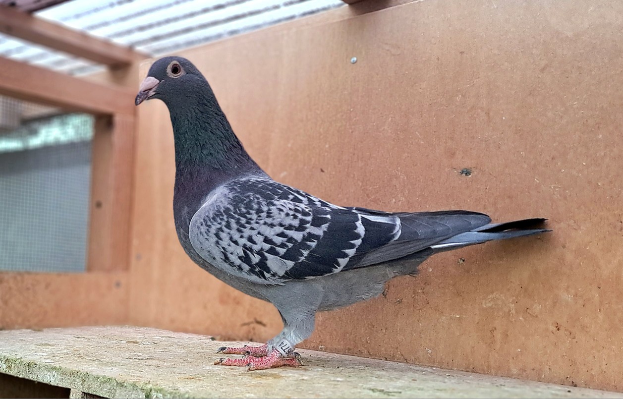 �����l�ł��X�^�|�g�������{�`�����s�I���������e���ϑ����у��C��