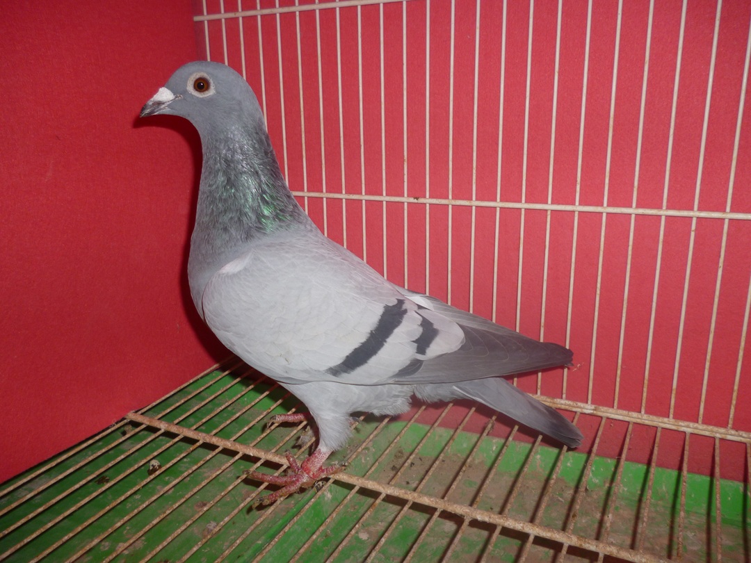 2�ԁy�䂤�p�b�N�㕥��(����)�F�F�Z��A�]�Z��Ƃɂ������ł��܂��B�摜3�Q�Ɓ@���z �Ԑ�����