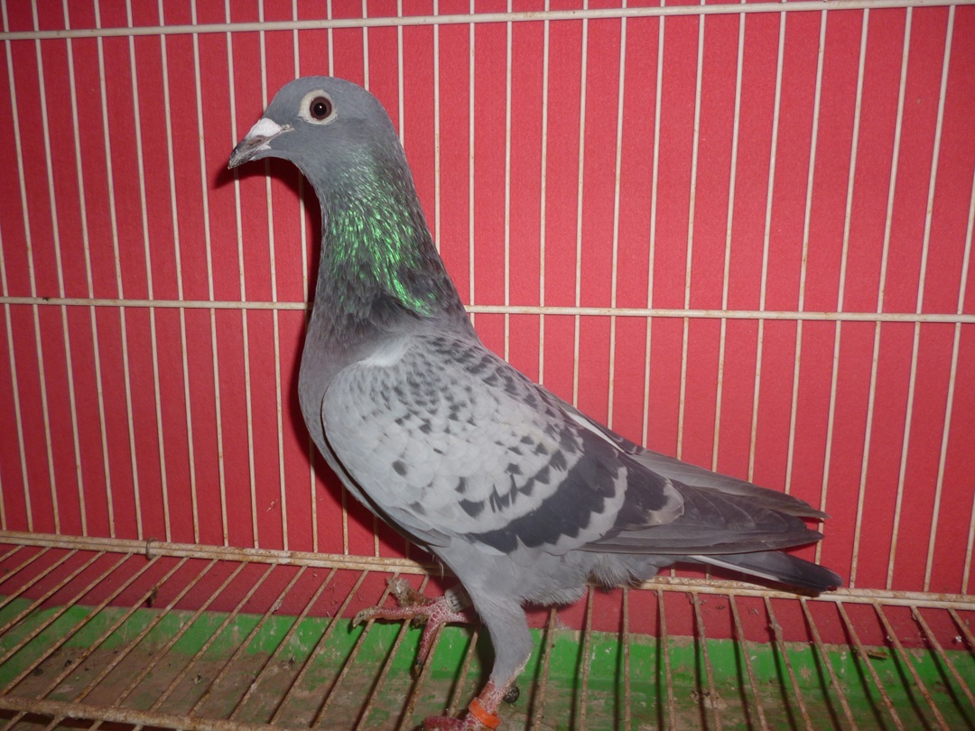 3�ԁy�䂤�p�b�N�㕥��(����)�F�F�����ł�����x�̌��ʂ��c���Ă��܂��@���z�Ԑ�����