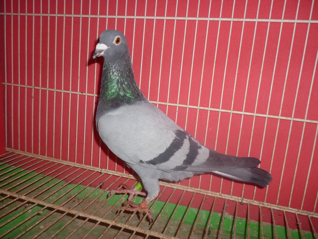 5�ԁy�䂤�p�b�N�㕥��(����)�F�픵�o�i�A23�N���A��1000k�@ 8�ʁA��̑��摜3�@���z�Ԑ�����