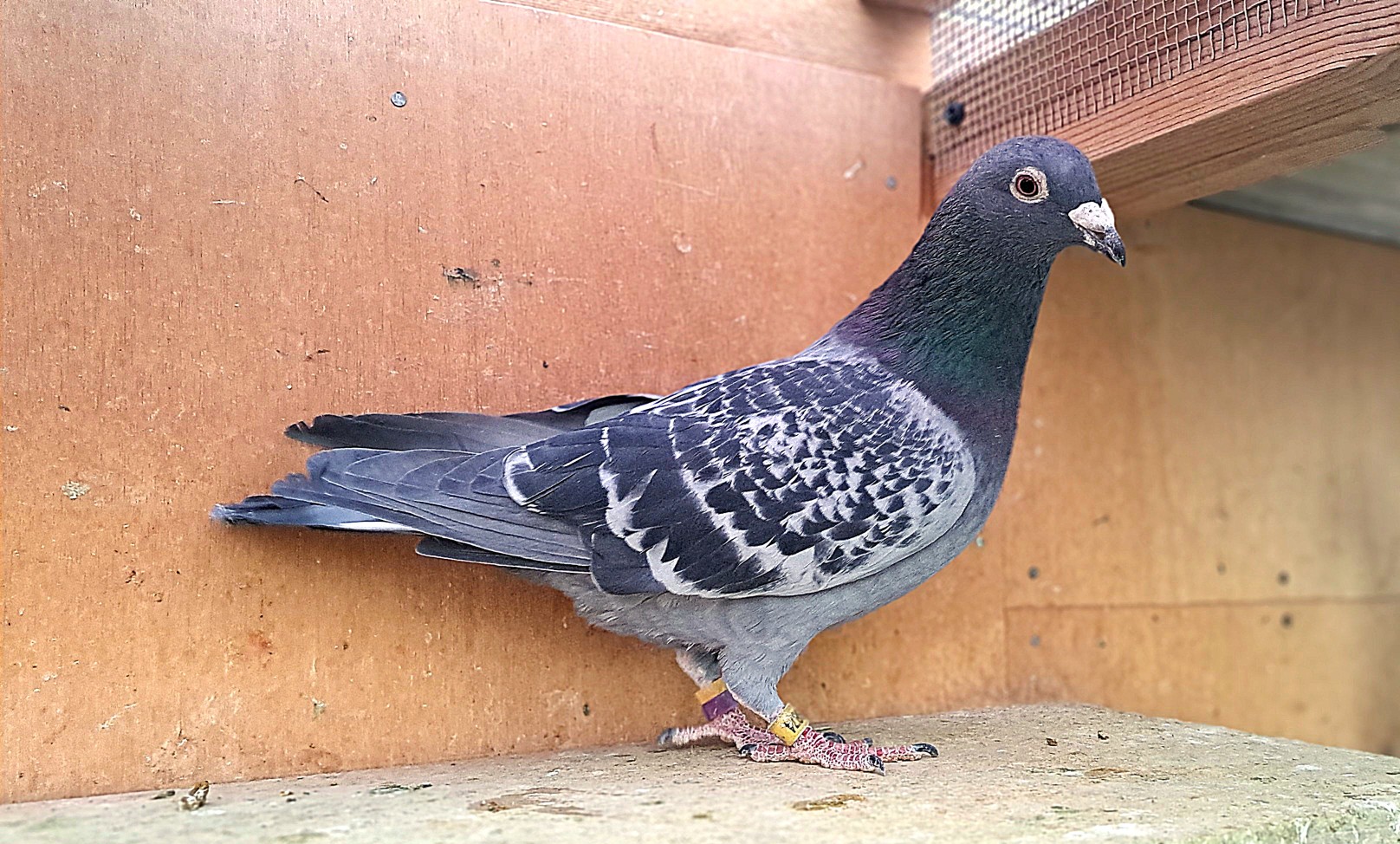 ���Ζ��Z�|�������l�ł����~�����g�������t�g�D��🏆�S�Z��