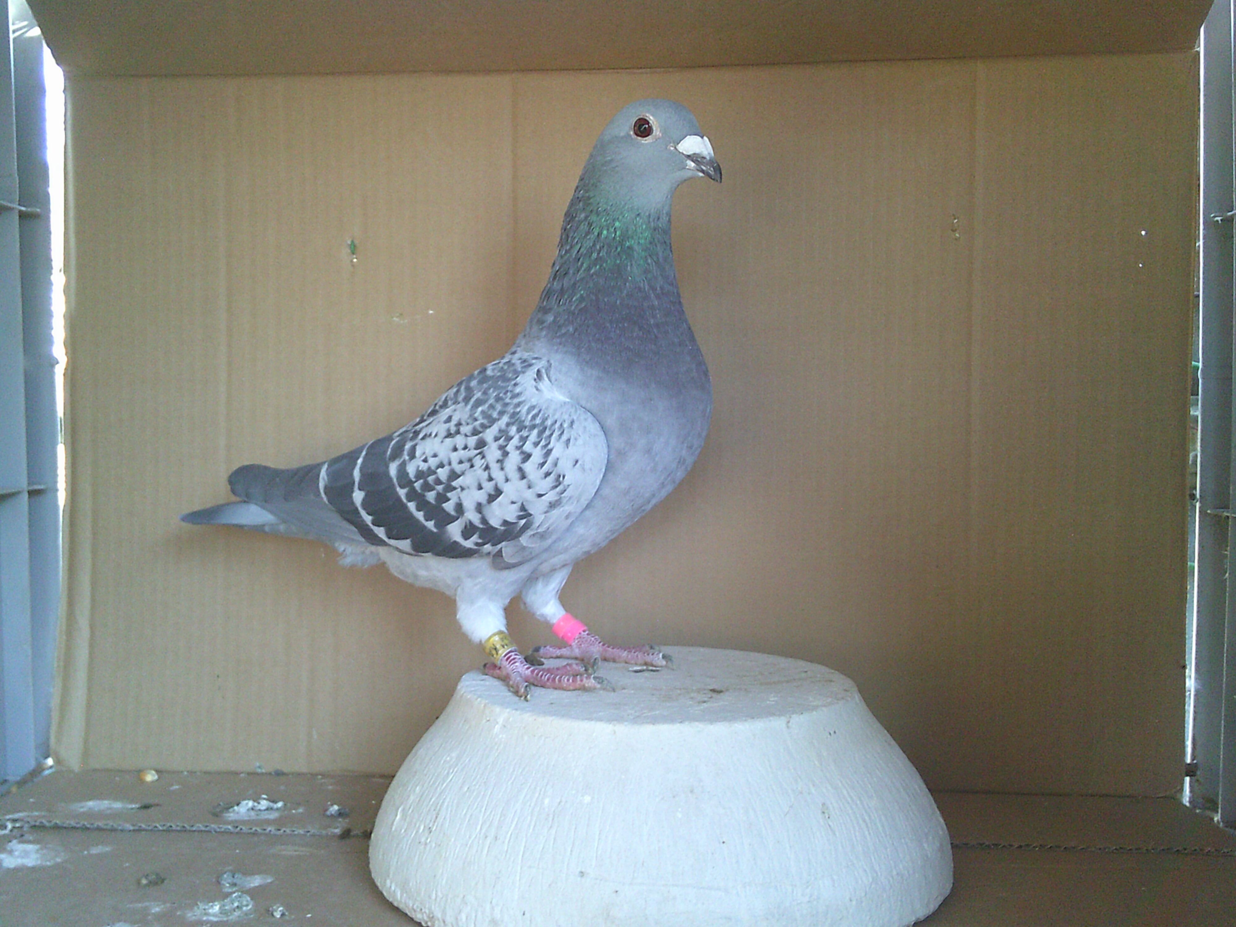 �Q�S�j�`�Q�X�R�V�V�@�a�b�@�@���X�@�����E�A�[���f��