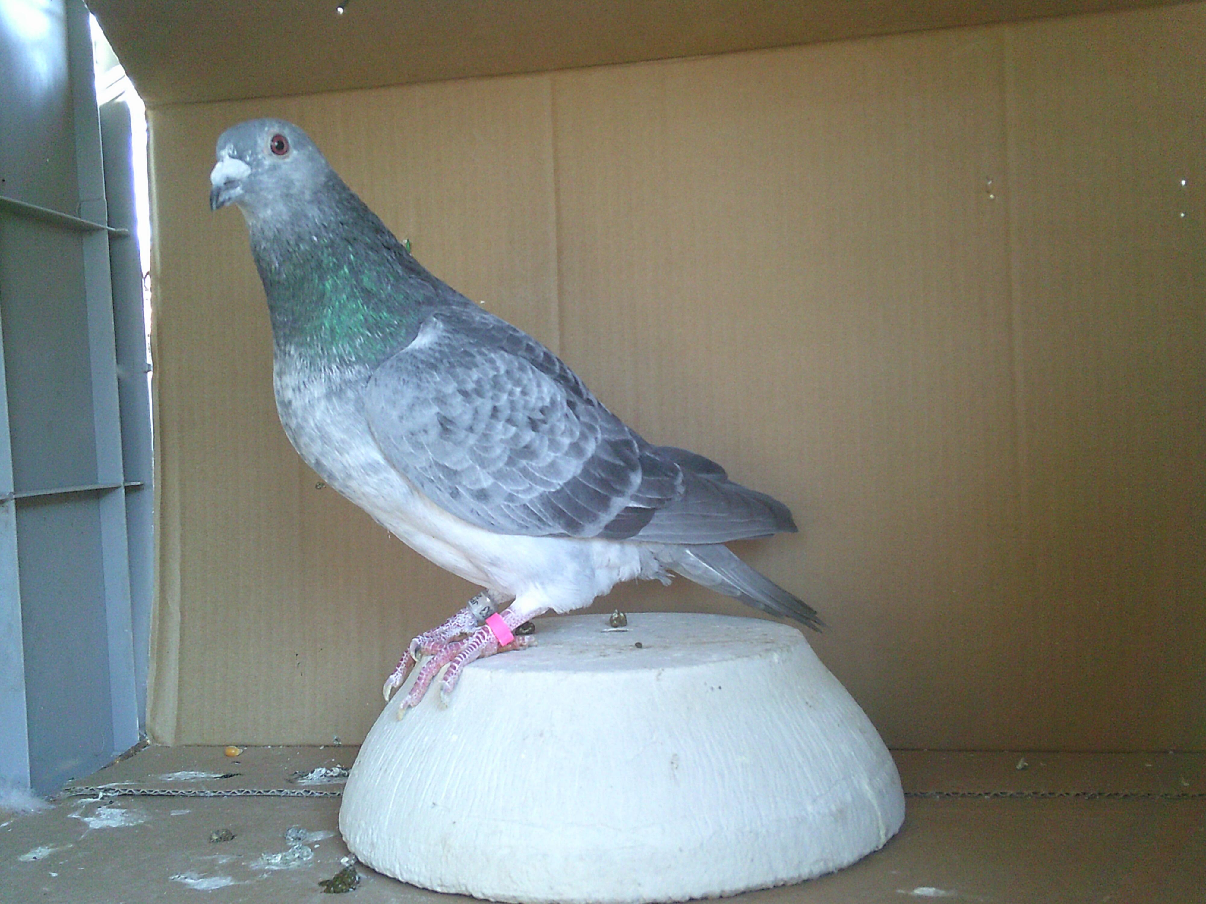 �Q�T�j�`�P�T�S�T�R�@�f�@�I�X�@�����X�E�g�[�l