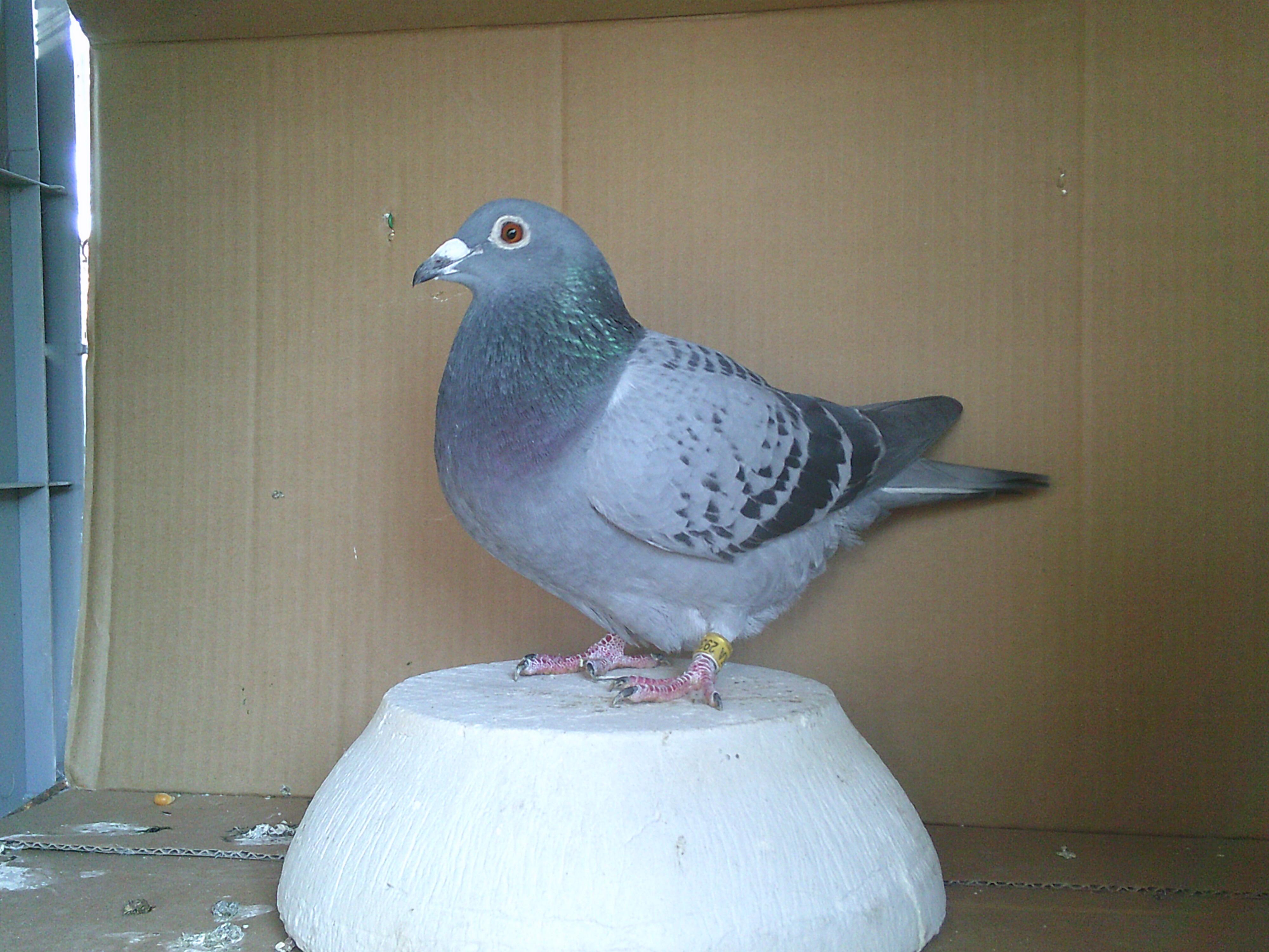 �Q�S�j�`�Q�X�R�T�P�@�a�b�@���X�@�@��c�f���o�[��