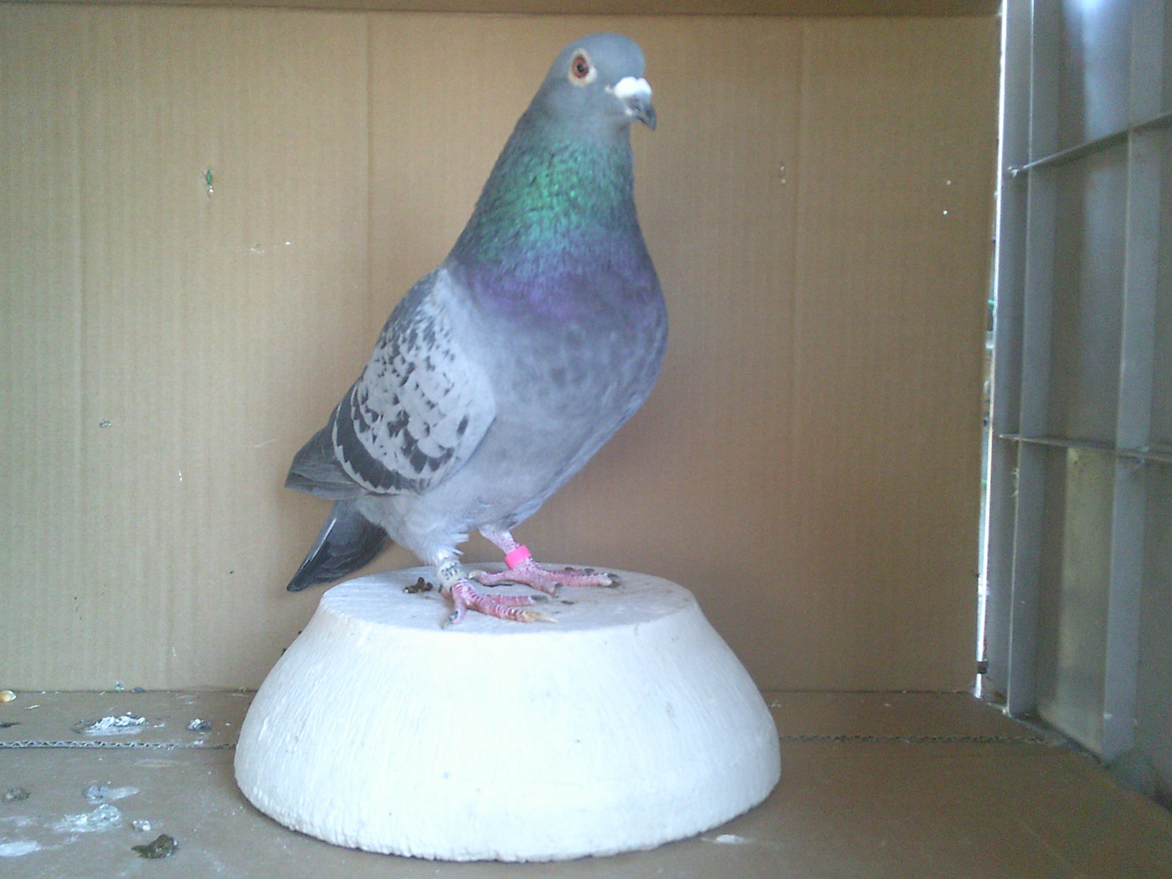 �Q�T�j�`�P�T�S�S�U�@�a�b�@���X�@���t�@���u���A�[�i