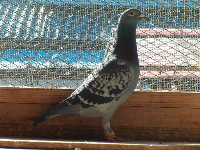 25�N05478�@���@�������ɍ�A100�������Z���~�e�ԏ܂̑�