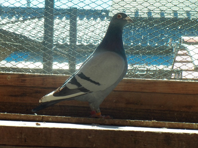 Pigeon Auction - 鳩生体