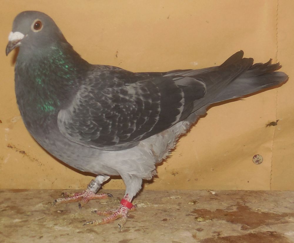 Pigeon Auction - 鳩生体