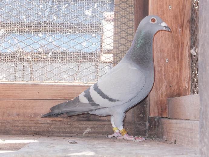 Pigeon Auction - 鳩生体