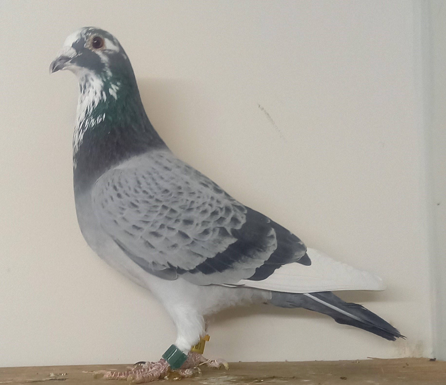 �k�����䒼�����ɍ�o��