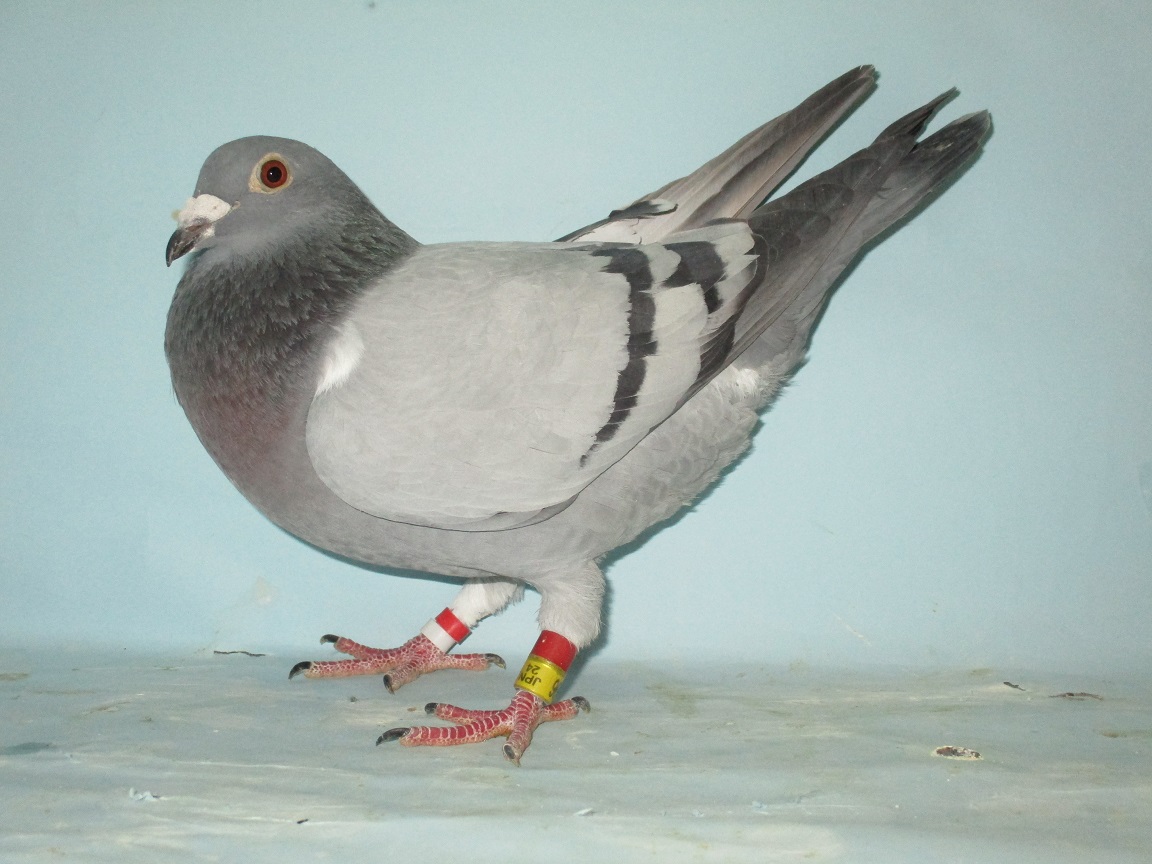 Pigeon Auction - 鳩生体