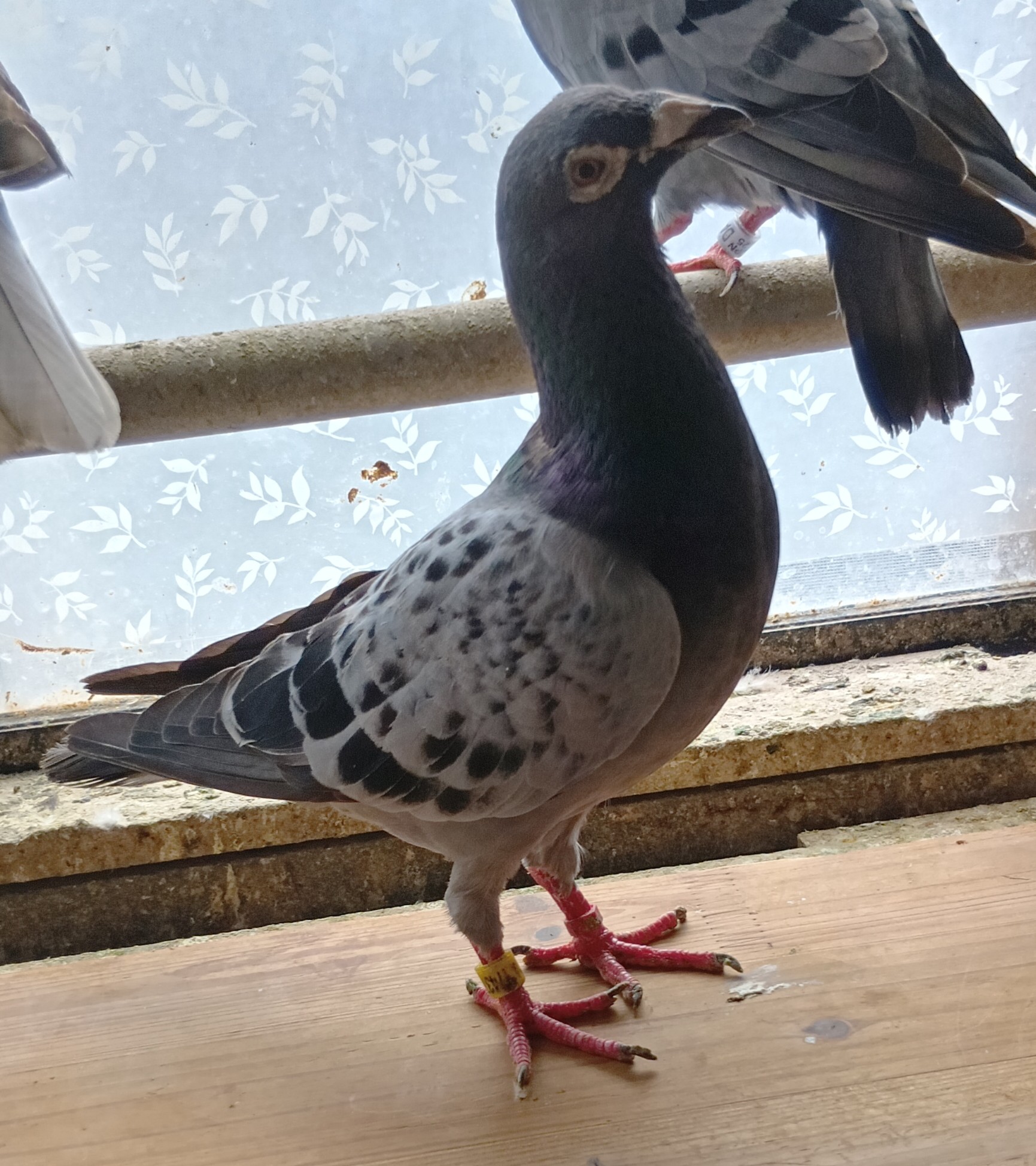 Pigeon Auction - 鳩生体