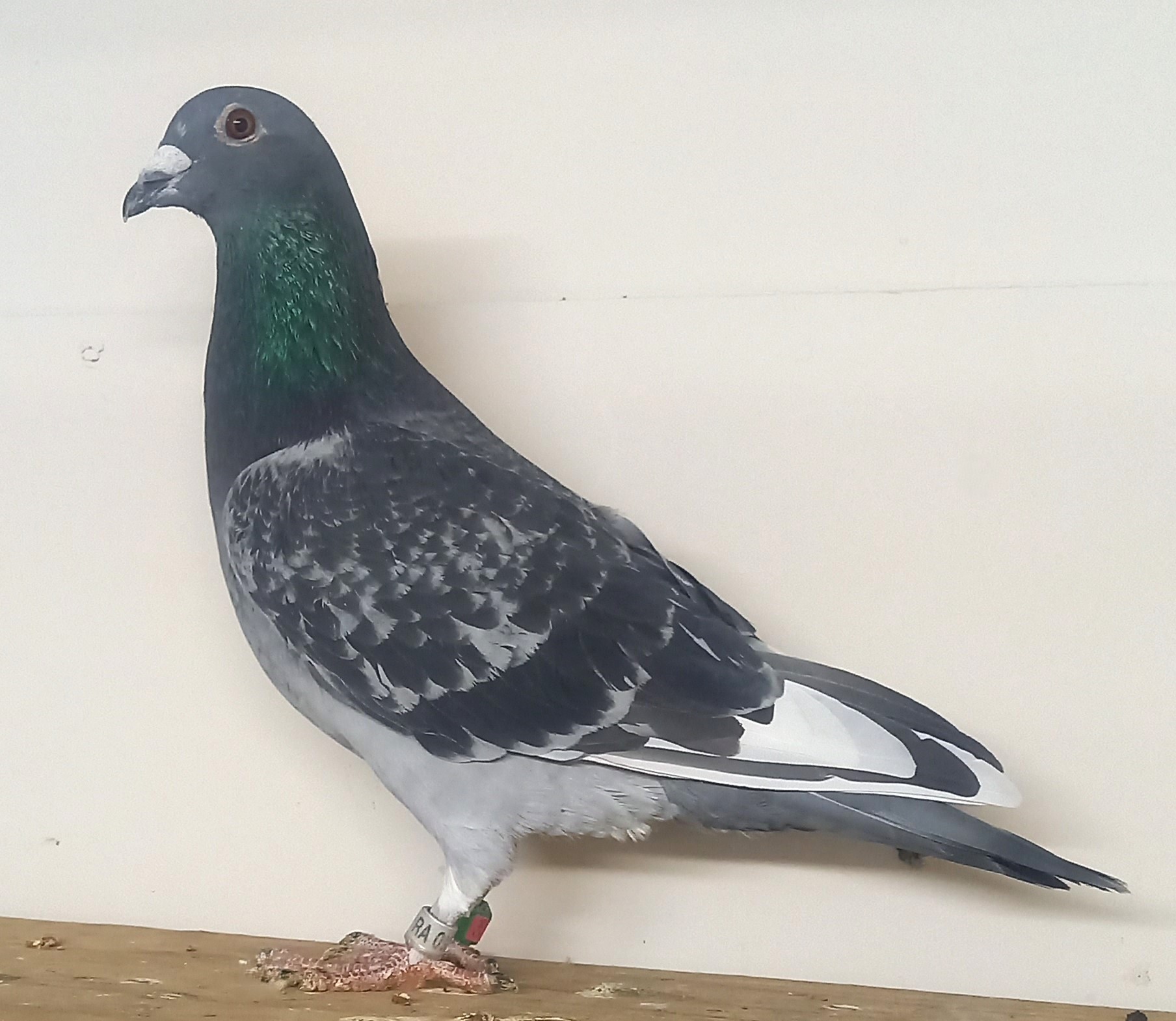 �k�����䒼�����ɍ�o��