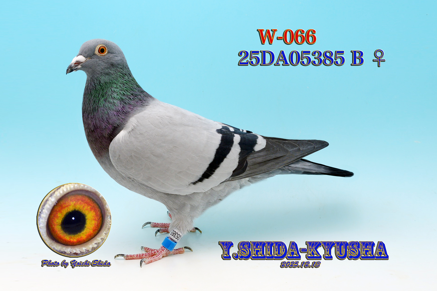 【03鳩ページ①】 レース鳩モールオークション - 出品鳩♀2番「15FF00186 B