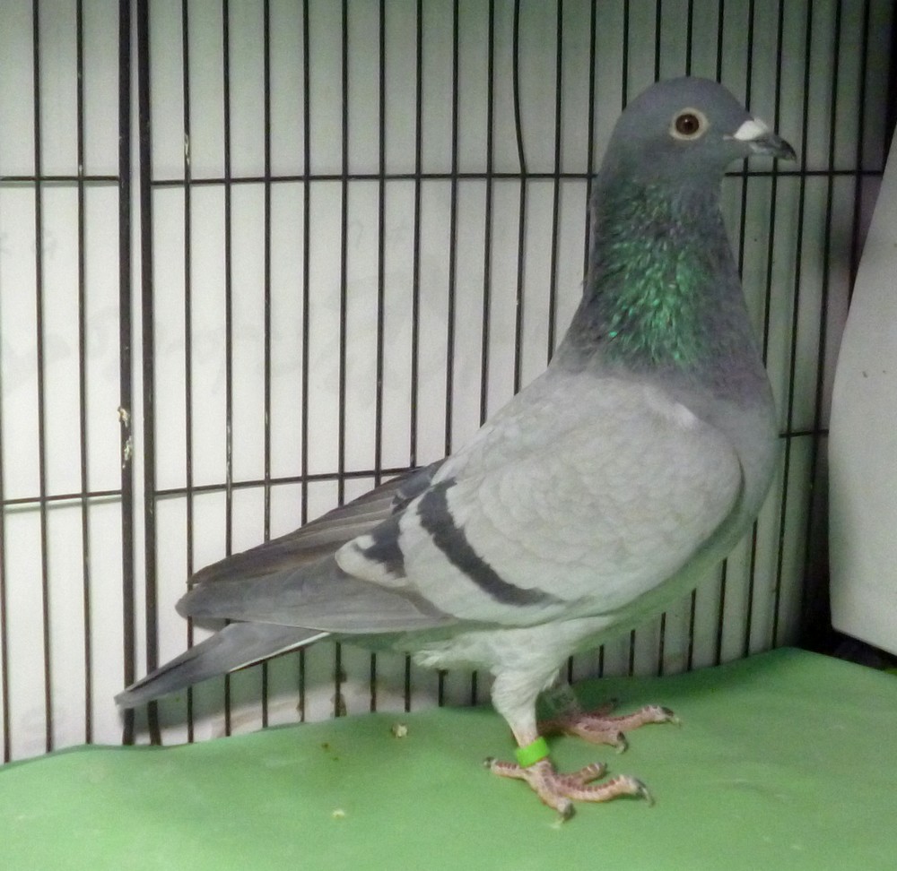 �e�[�S�O�@�W�m�N���P