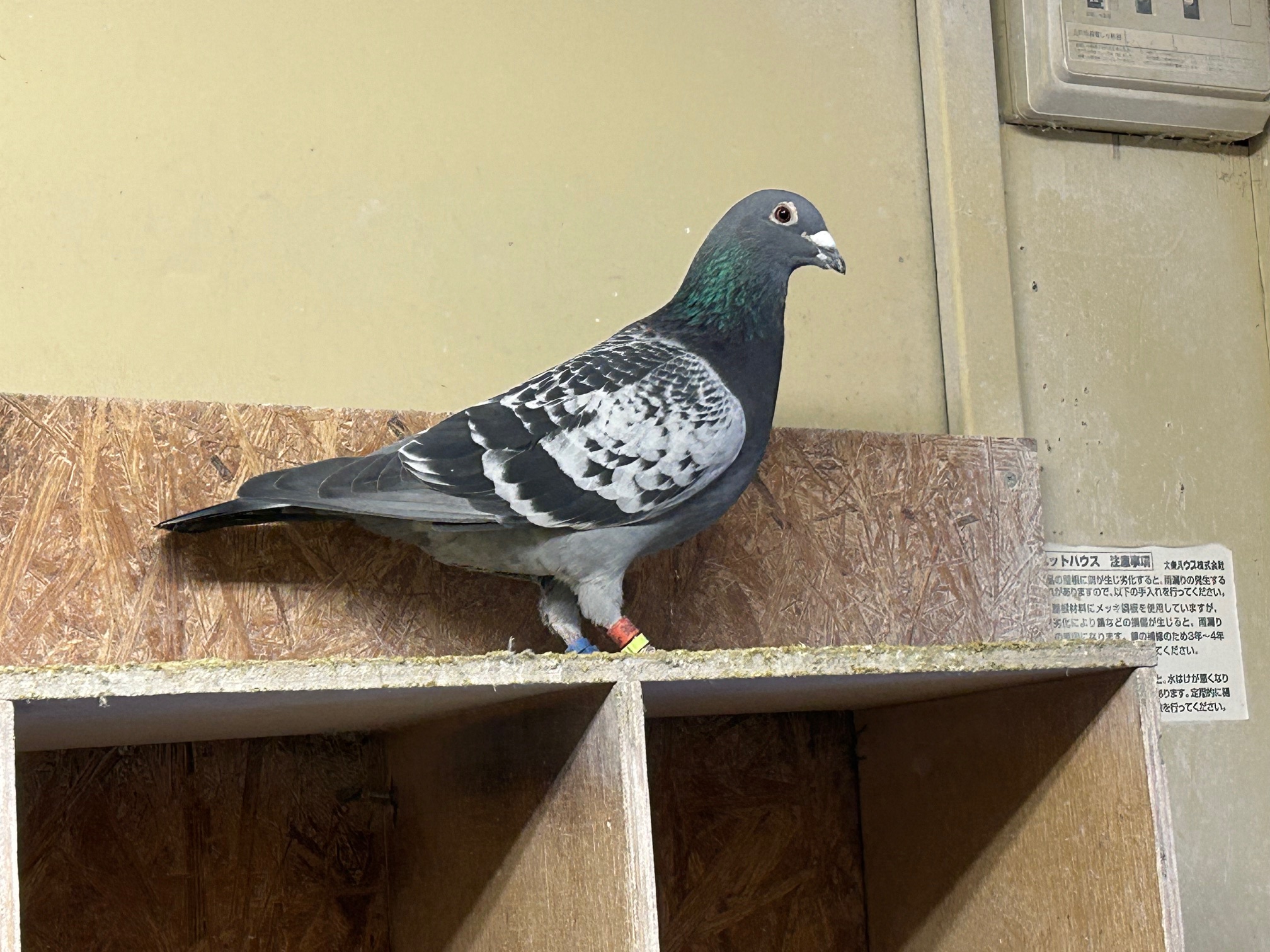 22-DA10506BC�Y�@3�N�A���S���{�D�G���Ɏ�v��́@���[���u�[�A�ߐe�픵