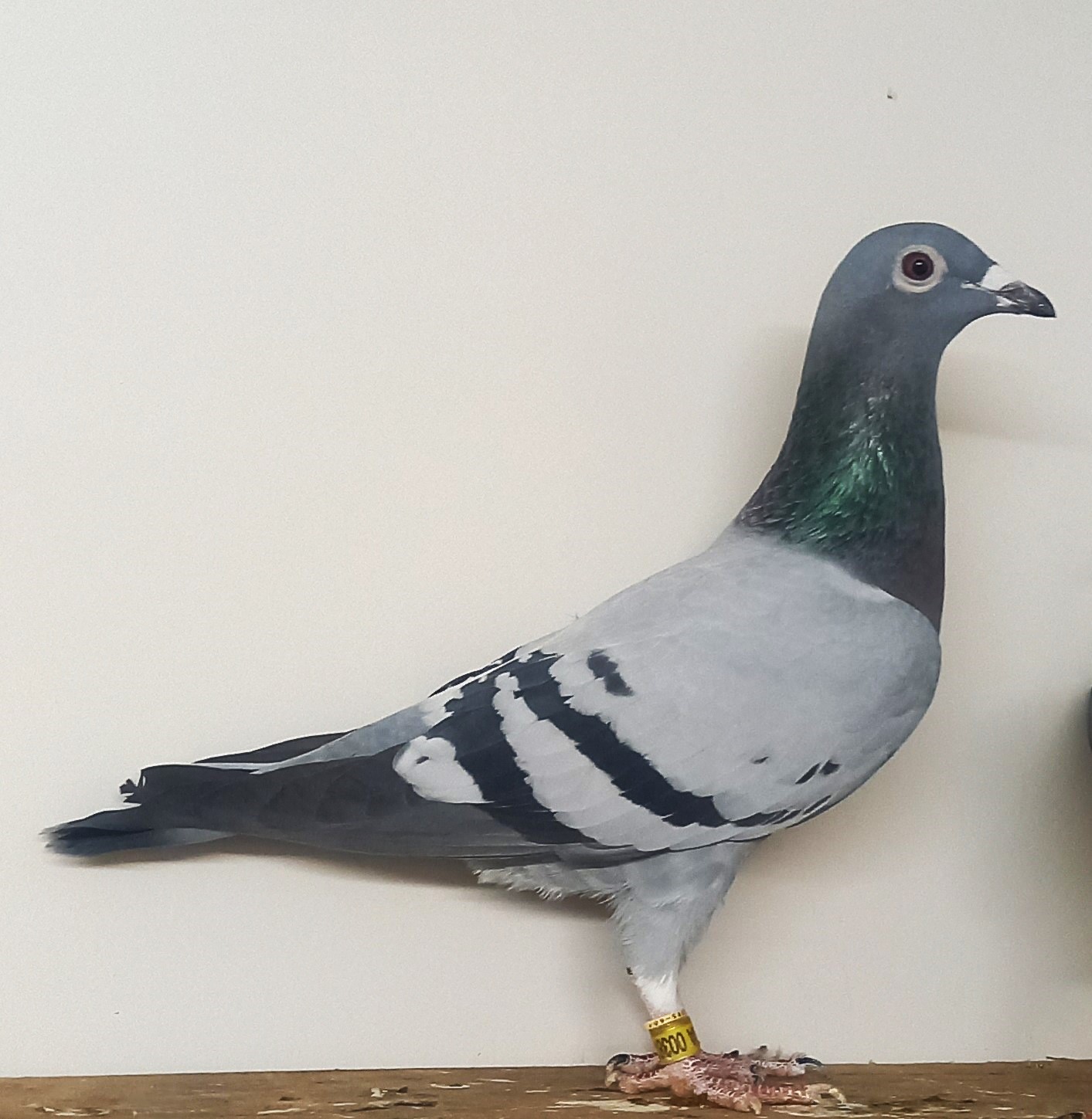 ���c���j���ɍ�o��