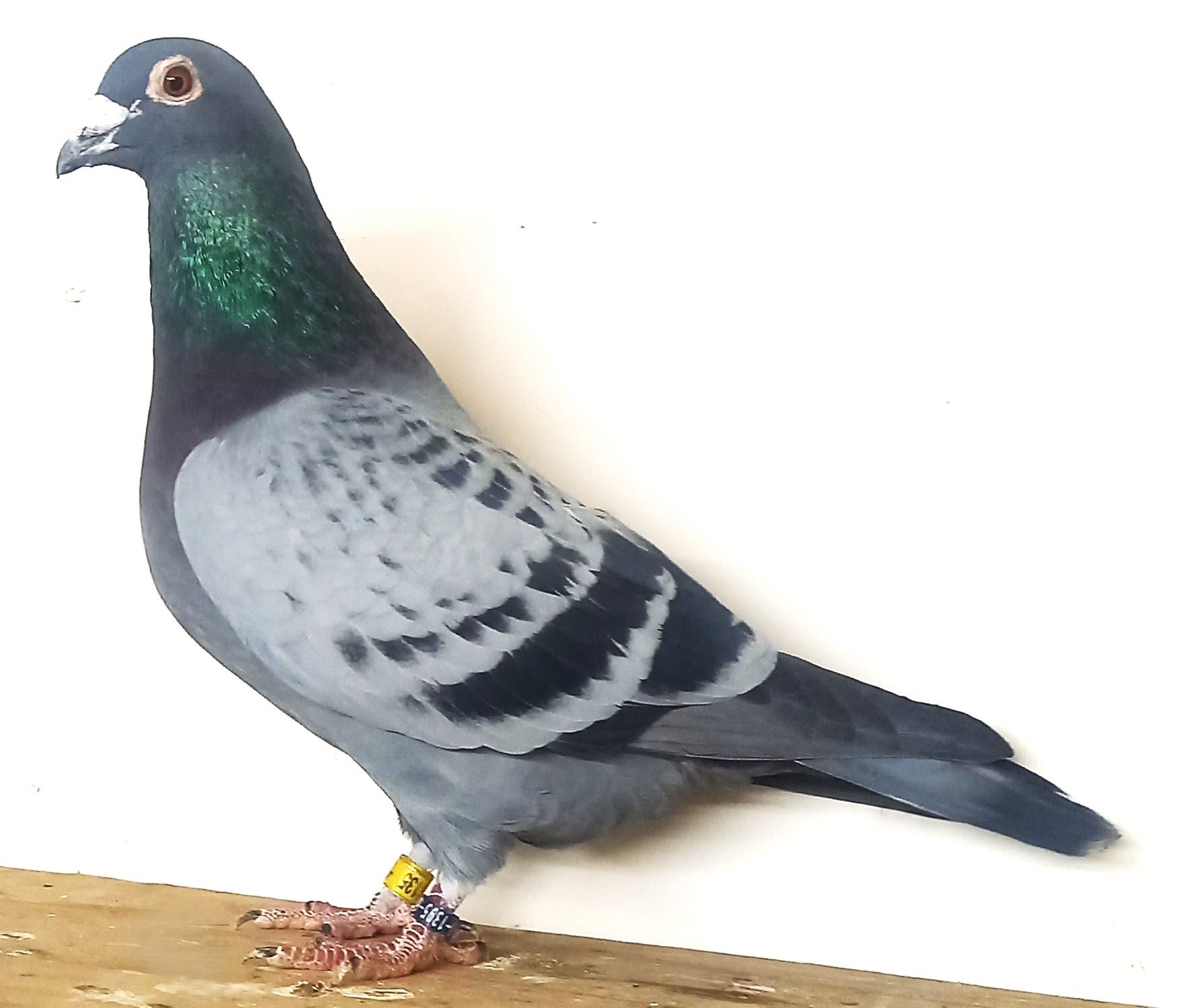 ���c���j���ɍ�o��