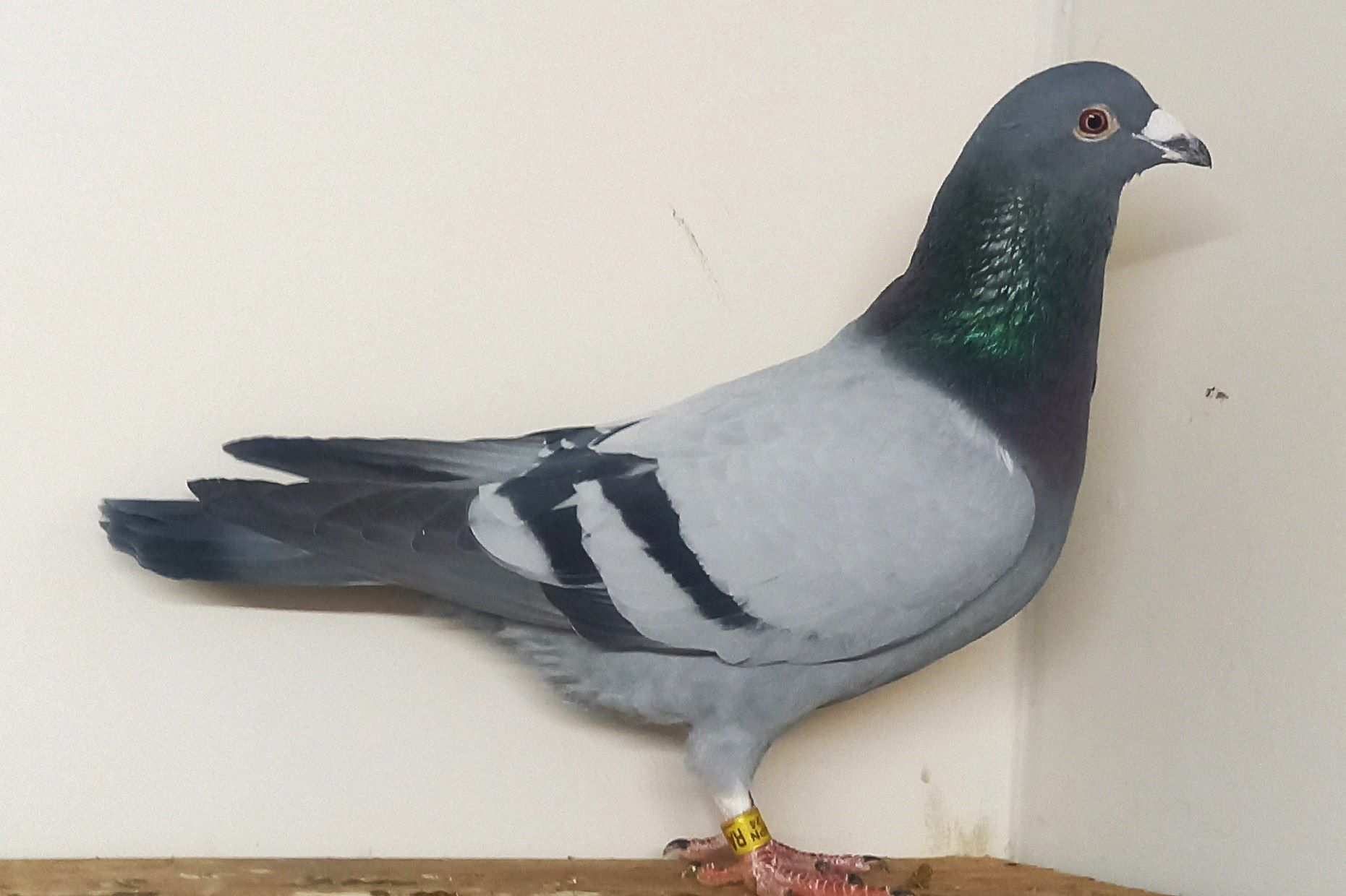 ���c���j���ɍ�o��