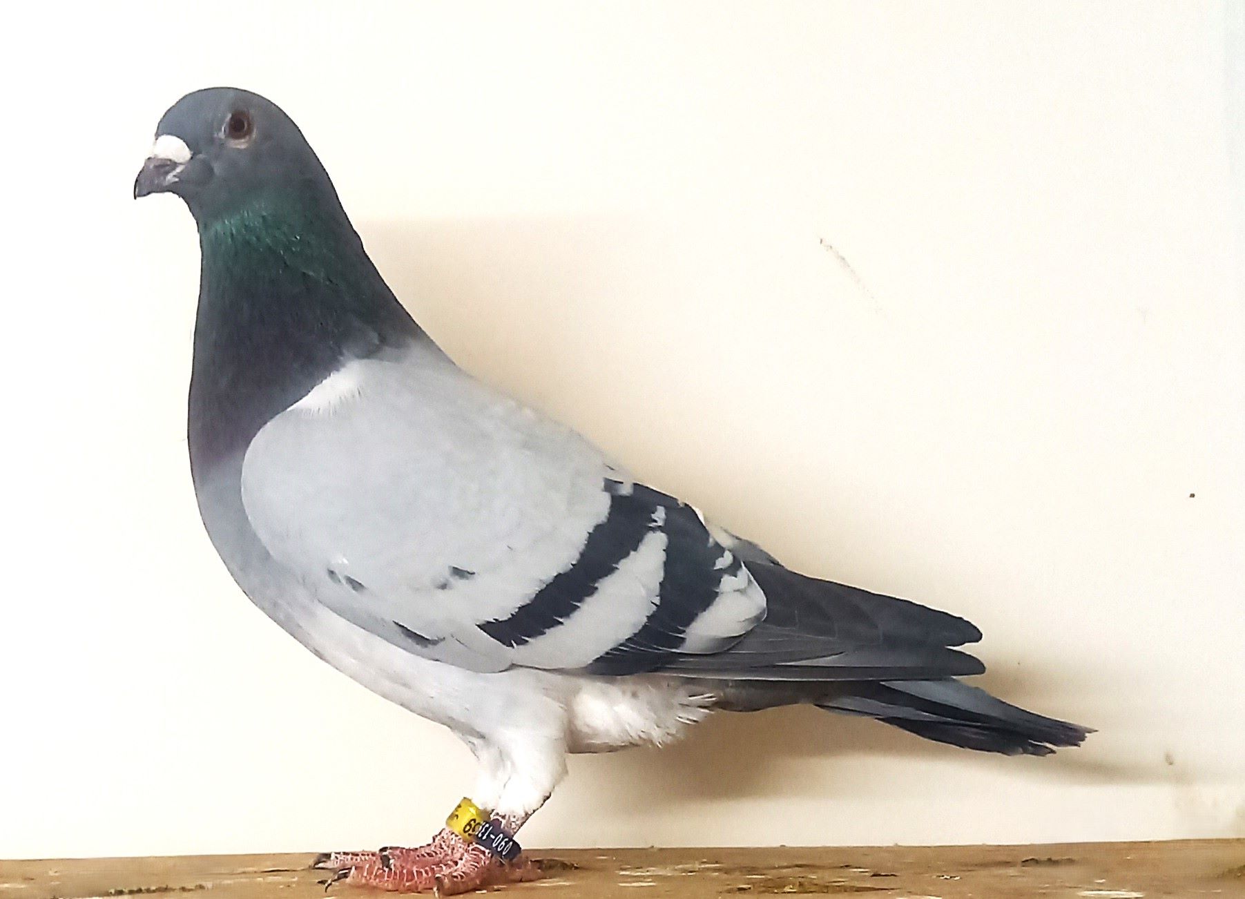 ���c���j���ɍ�o��