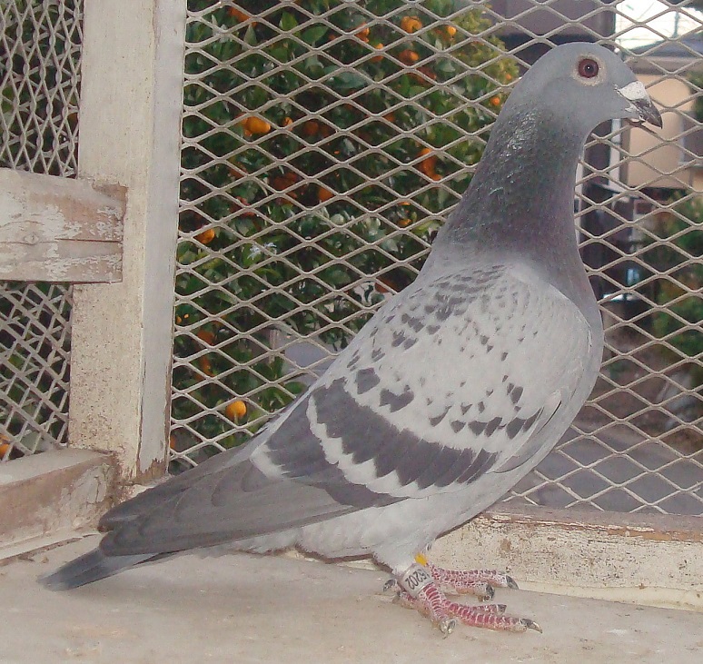 	���������Z���@�m�h�i�ђ˔͍s���Ɂj���t�g�����Z���A�����X�R�[�l�����q�e���̋ߐe