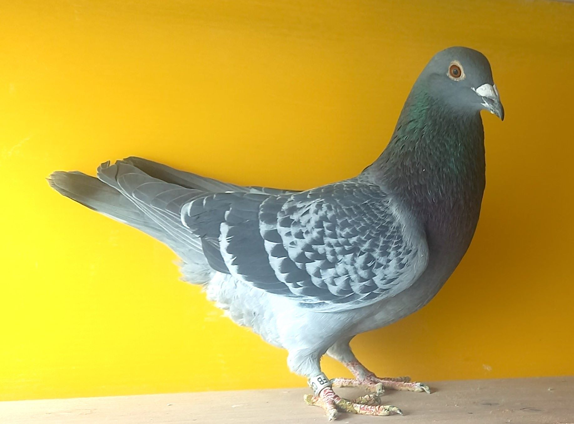 �O�����n  BC ��