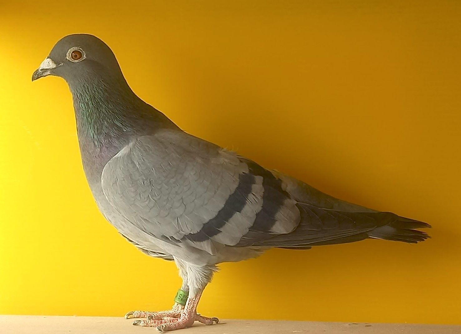 18SC-04183  B  ���@19�N���I�[���h��