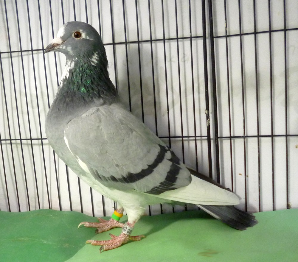 �e�[�T�O�@�Ìy�n