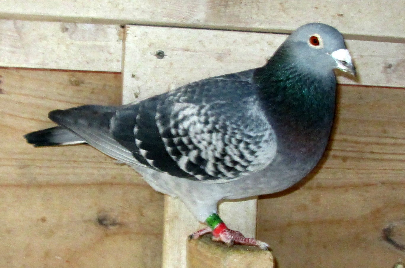 03鳩ページ レース鳩モールオークション - 出品鳩「23LC10728 BWP