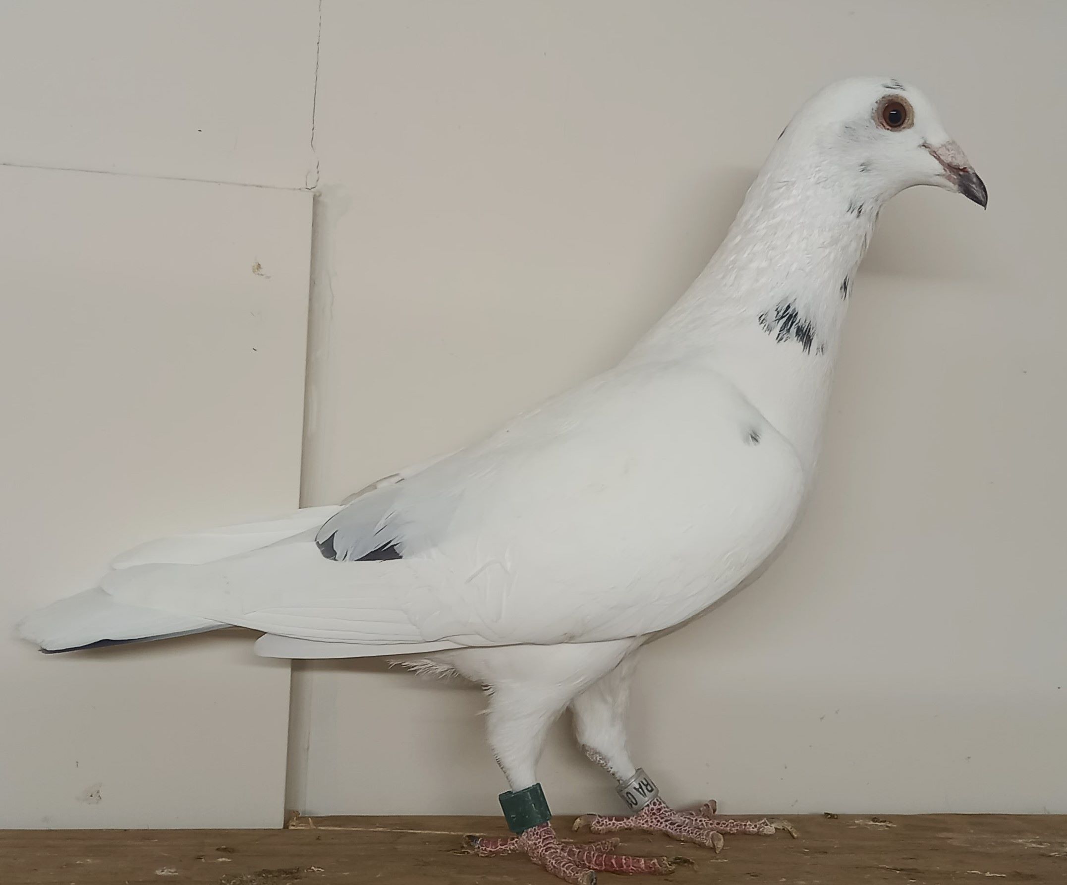 �k�����䒼�����ɍ�o��