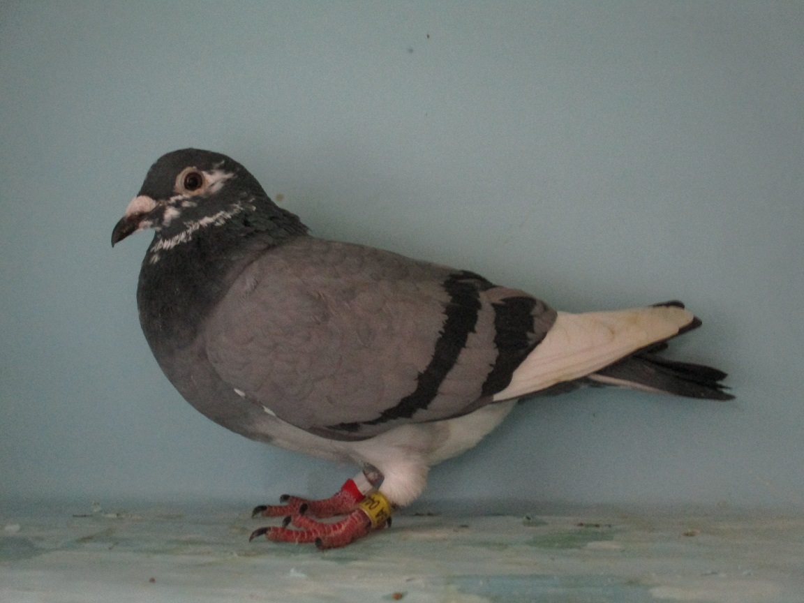 �s.�{���Q���X�̖����L������(�y���s�i���h�m�����D���A�_�b�N�X�m�����U��)�̋ߐe��