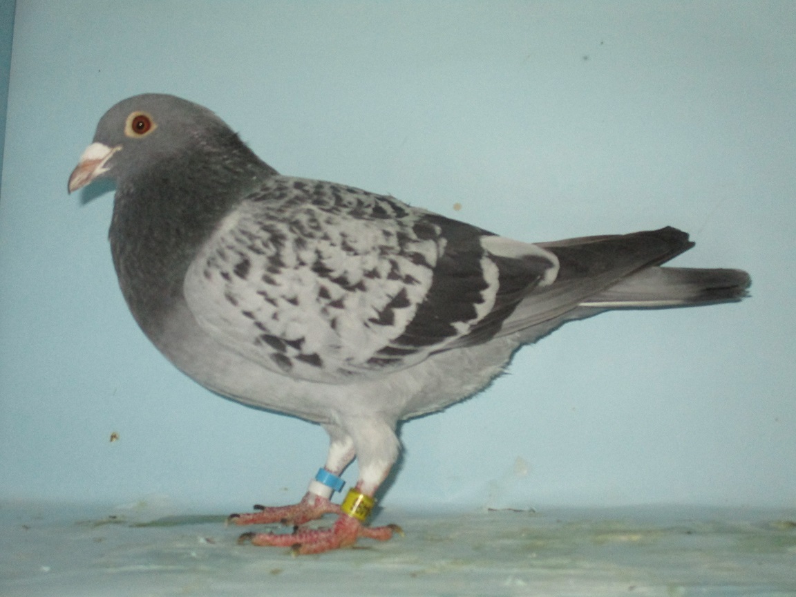 �b�g�g���[�h���t�g��l���D�r���[�e�B�t���A�N�B�[���E�I�u�E�U�E�i�C�g�̑��~�N���g�X(�A�W�����m�����D��)�̖�