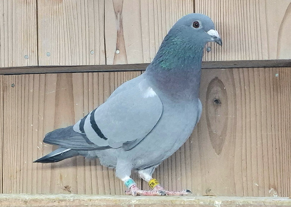 Pigeon Auction - 鳩生体