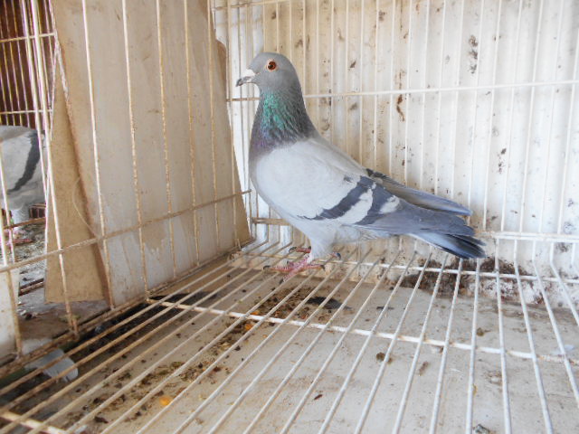 Pigeon Auction - 鳩生体