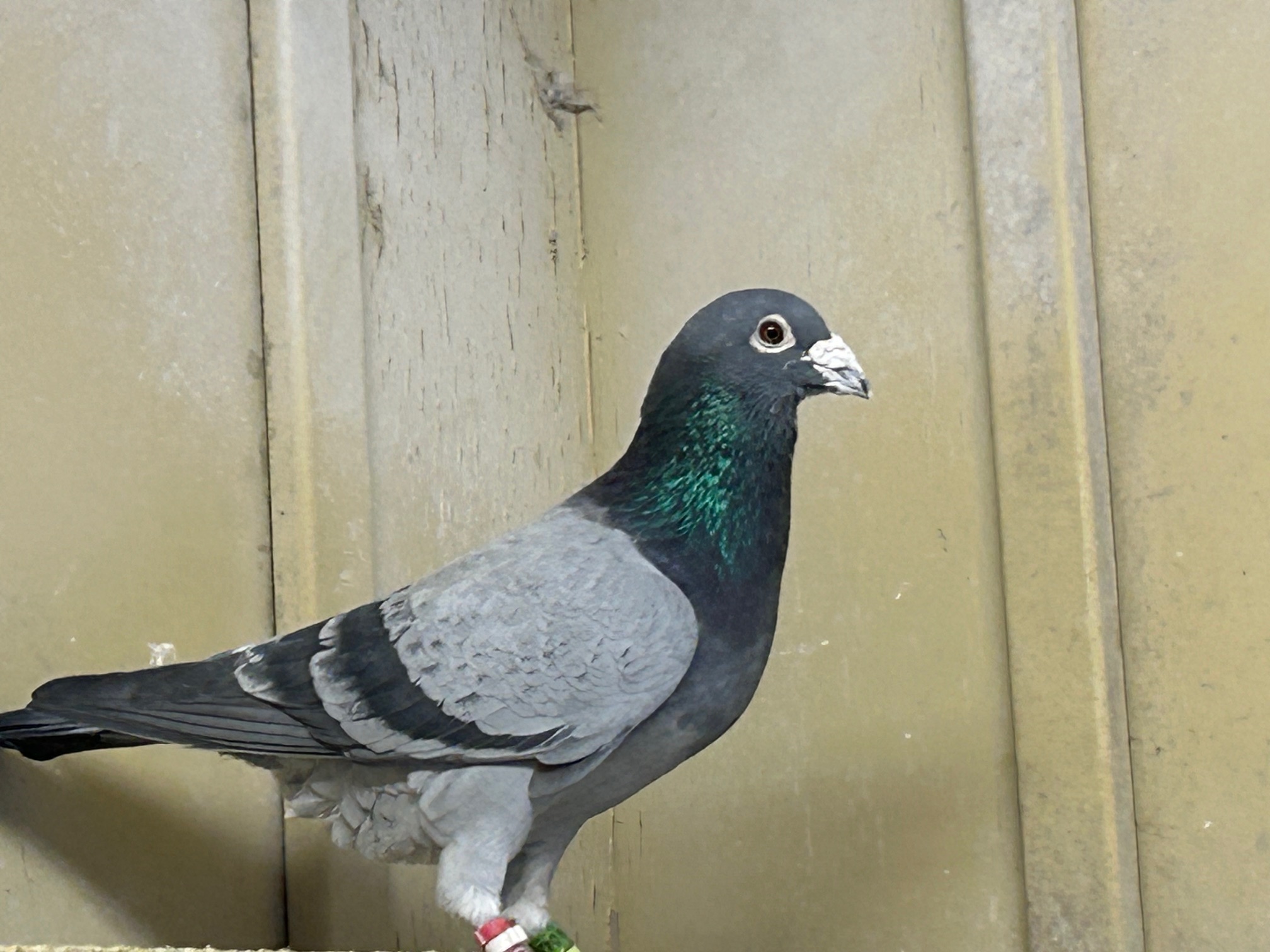 18-HL 4202 B�Y�@3�N�A���S���{�D�G���Ɏ�v��́@���S�픵DE�O�R�{�[�C�R�Q�̒��e