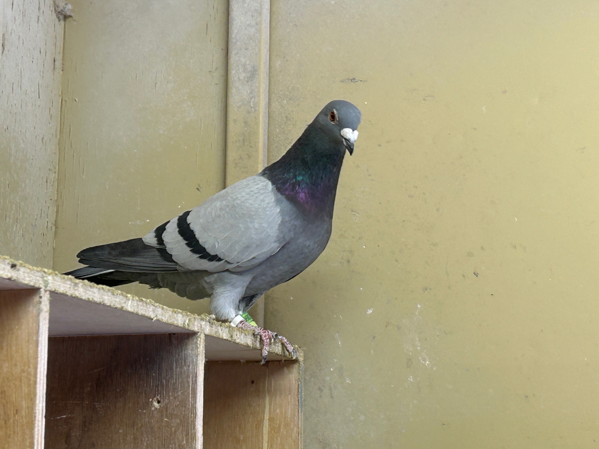 23-DA23902B�Y�@3�N�A���S���{�D�G���Ɏ�v��́@�S��A���D�����C��