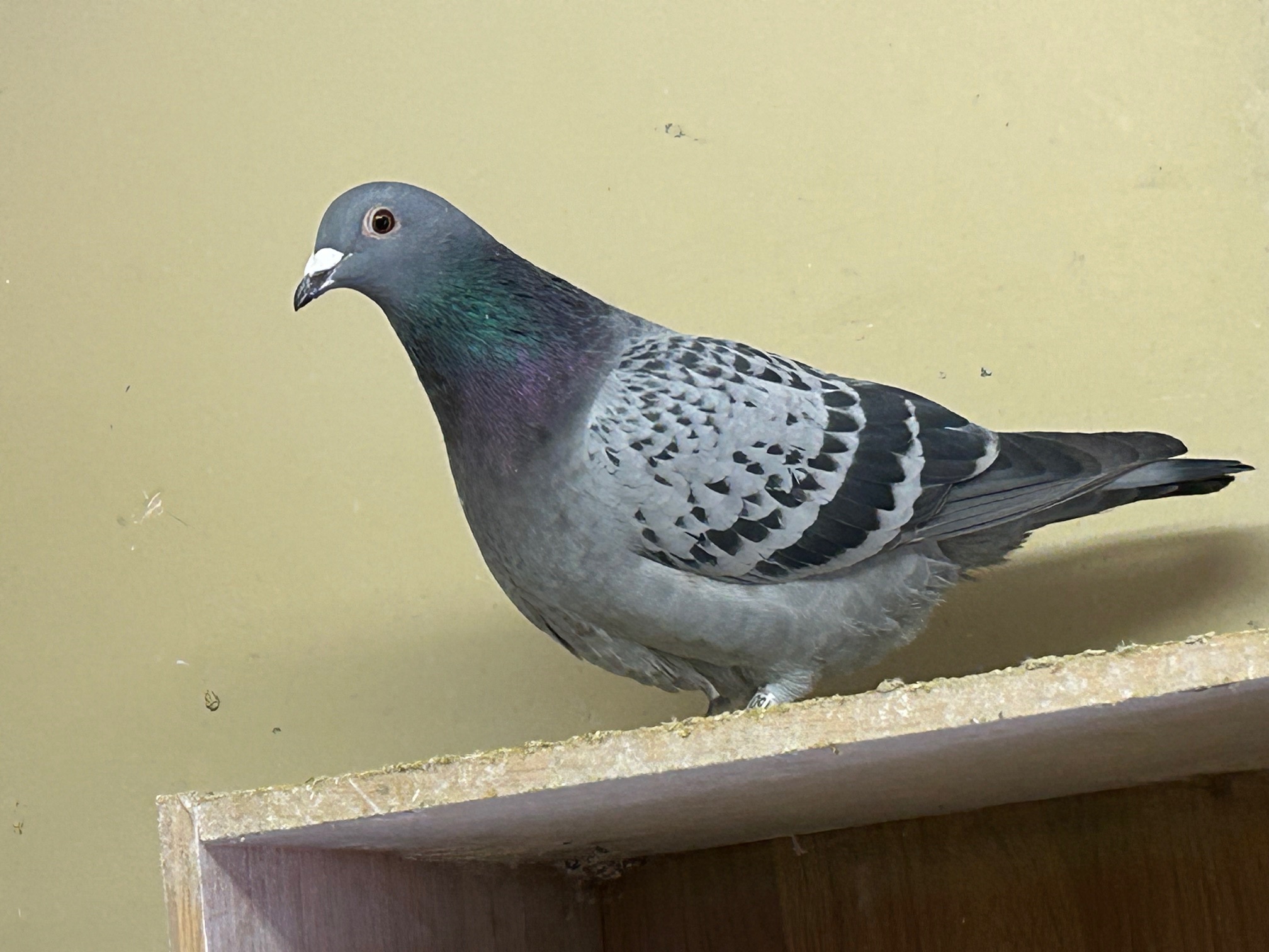 25-DA20160BC���@���e�V�K�����픵�@�I�����_�o���Z���i1200K�n�ы������ɏW�听