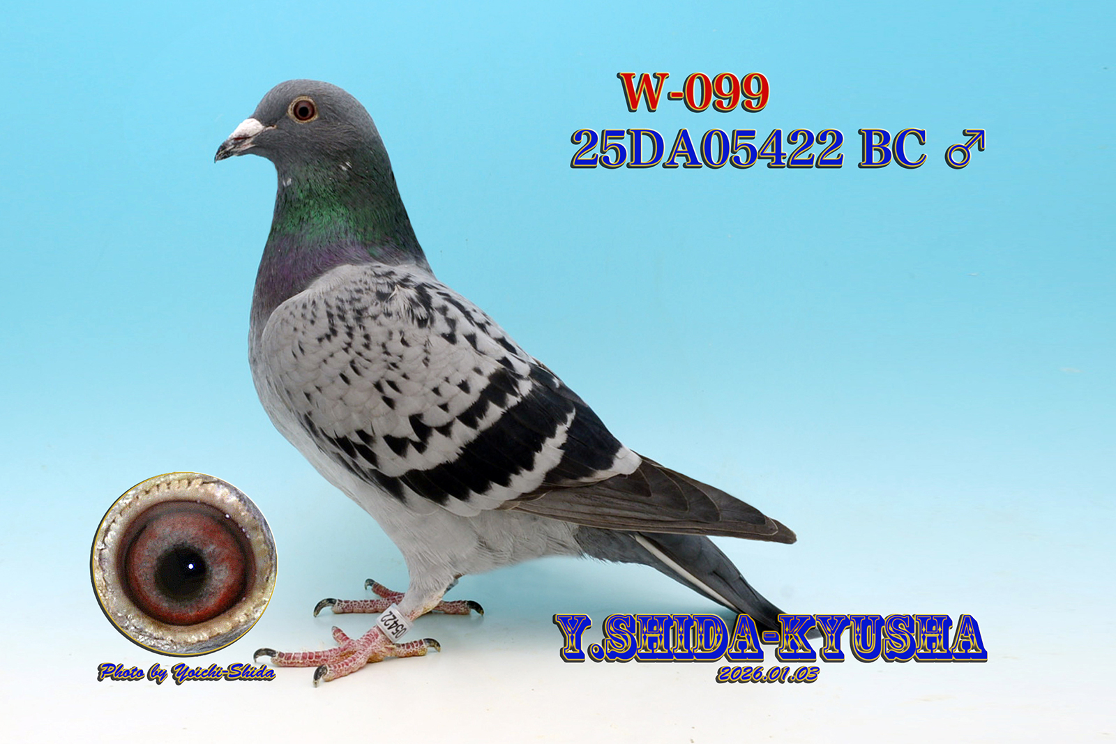 Pigeon Auction - W-099 25年度八郷国際鳩舎チャンピオン900K全国17位
