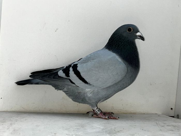  ���o�����[�s�W���������t�@���_�C�N�@�t�@���_�C�N�쓯�m�̒��e�I