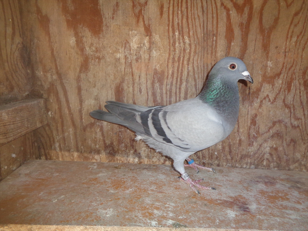 Pigeon Auction - 鳩生体