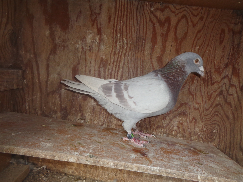 Pigeon Auction - 鳩生体