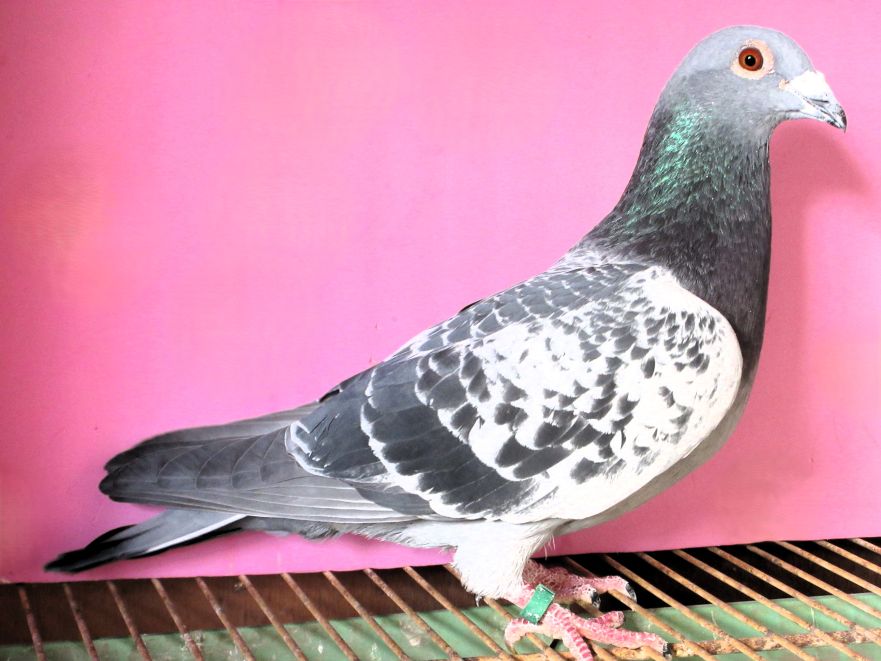 Pigeon Auction - 鳩生体
